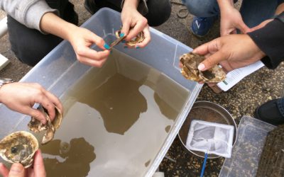 Billion Oyster Project Connects Students and Teachers to Harbor Restoration in their Own Backyard