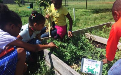 Leckie Elementary School Students Get Hip to Urban Agriculture