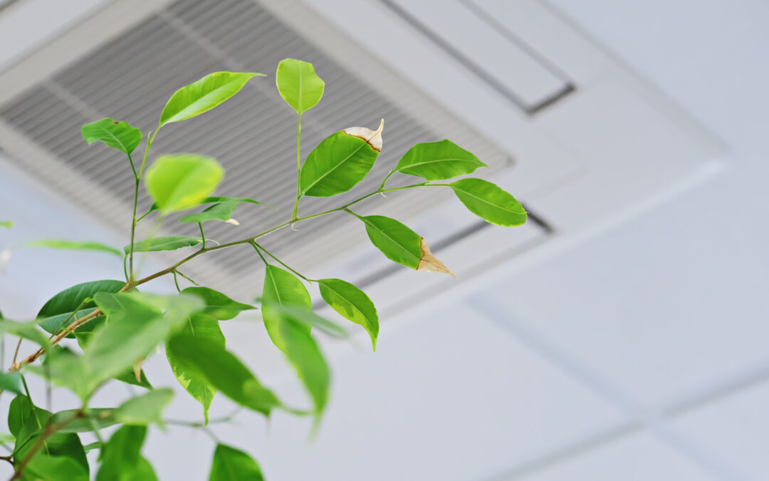GSNN’s Guide to Indoor Air Quality (IAQ)