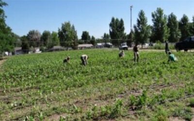Denver Public Schools Farm to School Program: School Farms Feed District Students